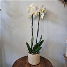 Phalaenopsis Orchid in pot