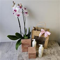 Phalaenopsis Orchid with Luxury St Eval Gift Set