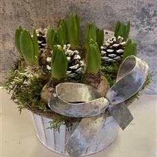 Festive Hyacinth Planter