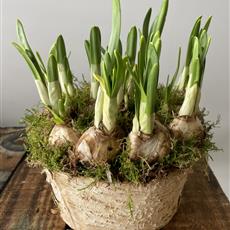 Springtime Narcissi Planter