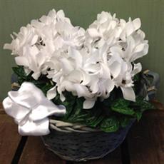 Cyclamen Basket