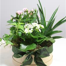 Planted Indoor Mixed Hatbox