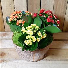 Kalanchoe planter