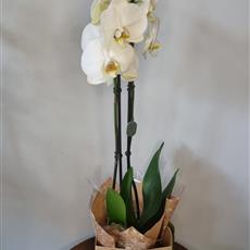 Phalaenopsis Orchid in kraft gift bag