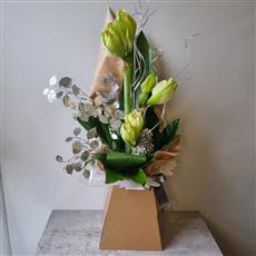 Festive White Amaryllis 