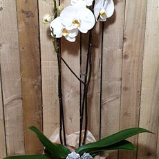 Festive gift-wrapped orchid