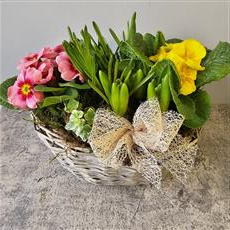 Florist Choice Planted Spring Basket