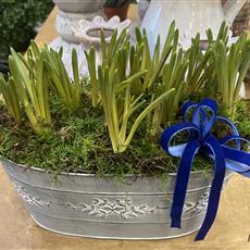 Springtime Muscari Tin 
