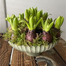 Springtime Hyacinth Planter