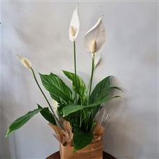 Peace Lily in kraft gift bag