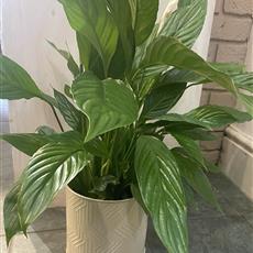 Peace Lily in Pot