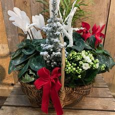 Mixed planted basket 