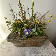 Florist Choice Luxury Planted Spring Basket 