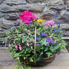 Florist Choice Deluxe Planted Summer Basket