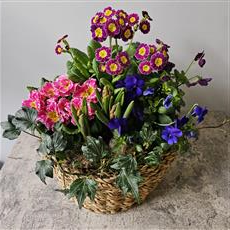 Florist Choice Deluxe Planted Spring Basket