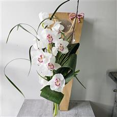 Cymbidium Orchid Hand tie with Vase and Gift Bag