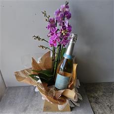  Prosecco &amp; Phalaenopsis Multiflora Orchid Plant 