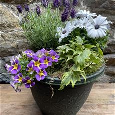 Florist choice Mixed planter