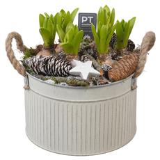 Stylish Hyacinth planter