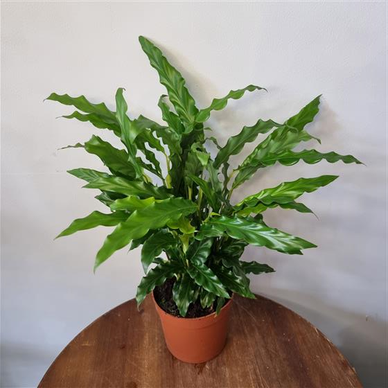 Calathea Bluegrass