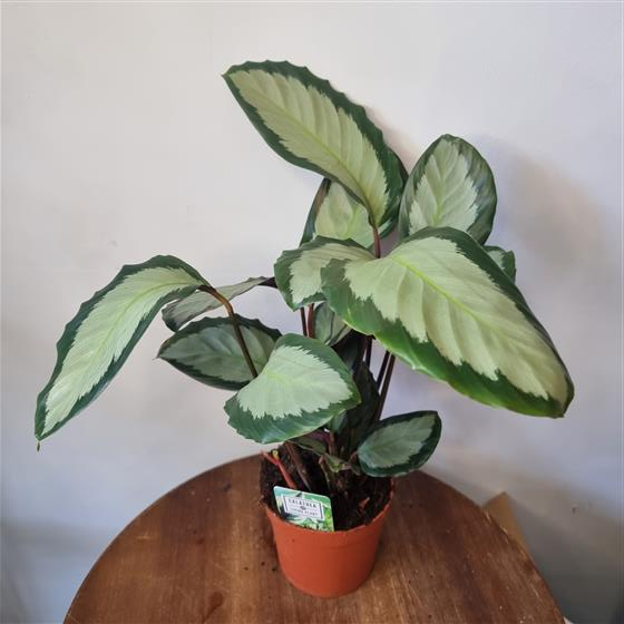 Calathea Corona