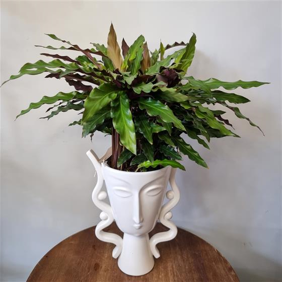Calathea Elgergrass
